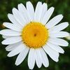 chsngwilddaisys